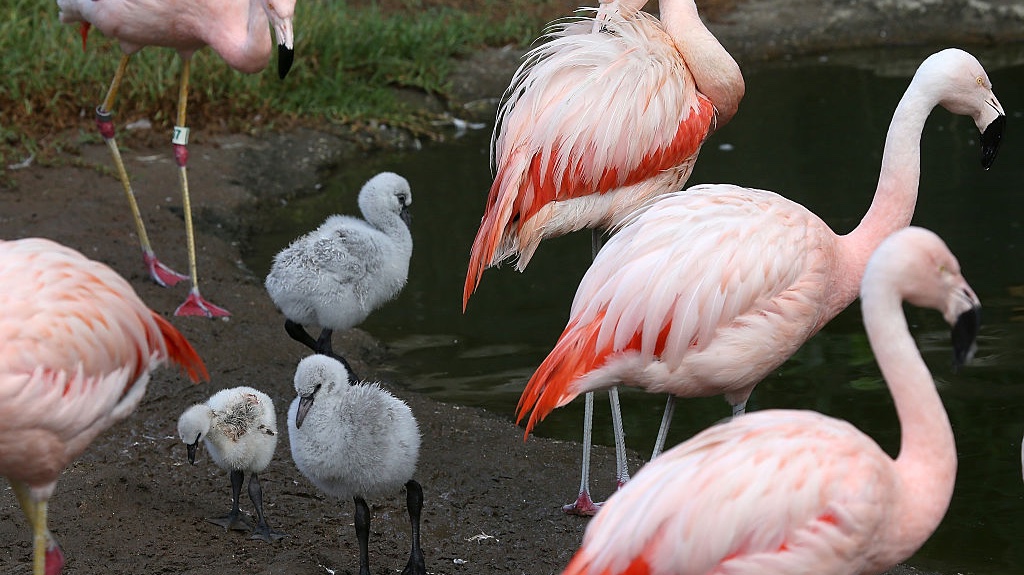 Same-Sex Flamingos Are Officially Parents at UK Zoo