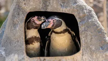 Same-Sex Penguins Hatch, Raise Baby Chick in Win for At-Risk Species