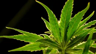 A Drug Made From Marijuana Reduced Back Pain in a Large Study